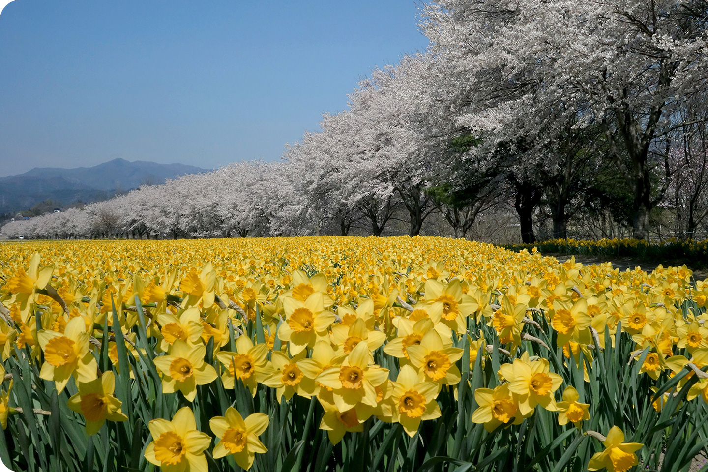 岩井親水公園